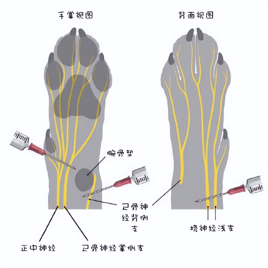 小动物的手术麻醉,小动物注射麻醉常用药