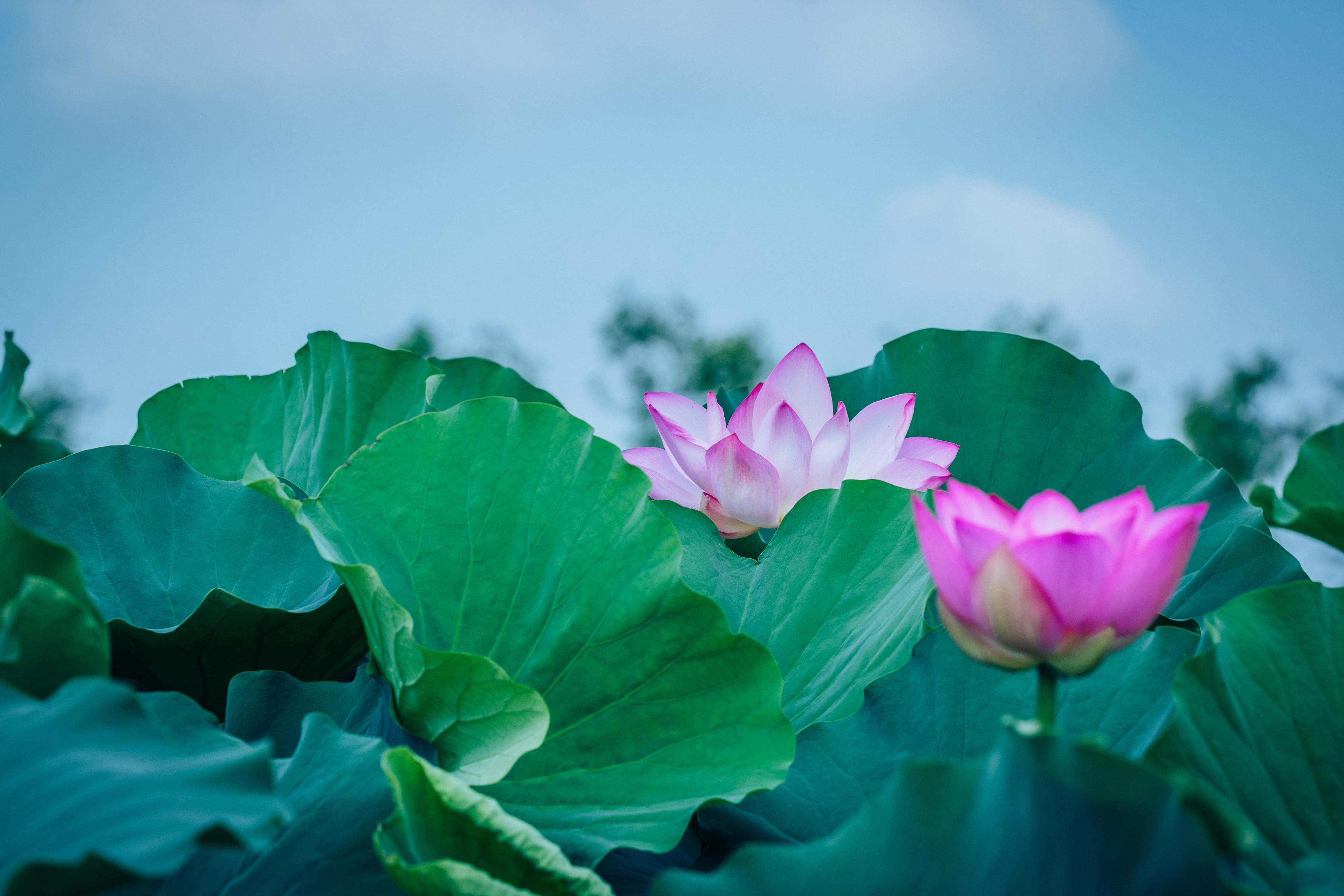 淮阳龙湖赏荷旅游月开启,淮阳龙湖湿地赏荷