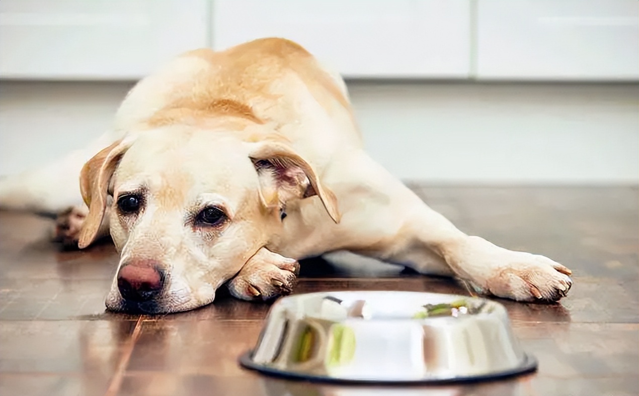 狗狗不吃食怎么办用什么药,狗狗不吃食怎么办