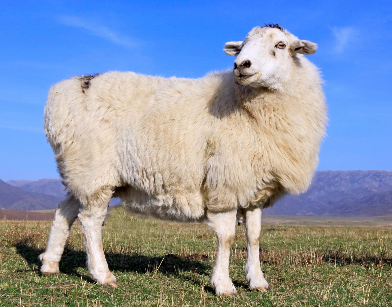 母羊生下小羊没奶水怎么办,母羊奶水不足初生小羊羔怎么喂