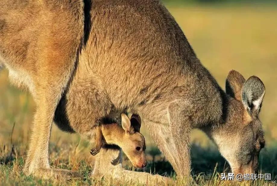 咏袋鼠诗点评——陇诗月旦辛丑小寒篇