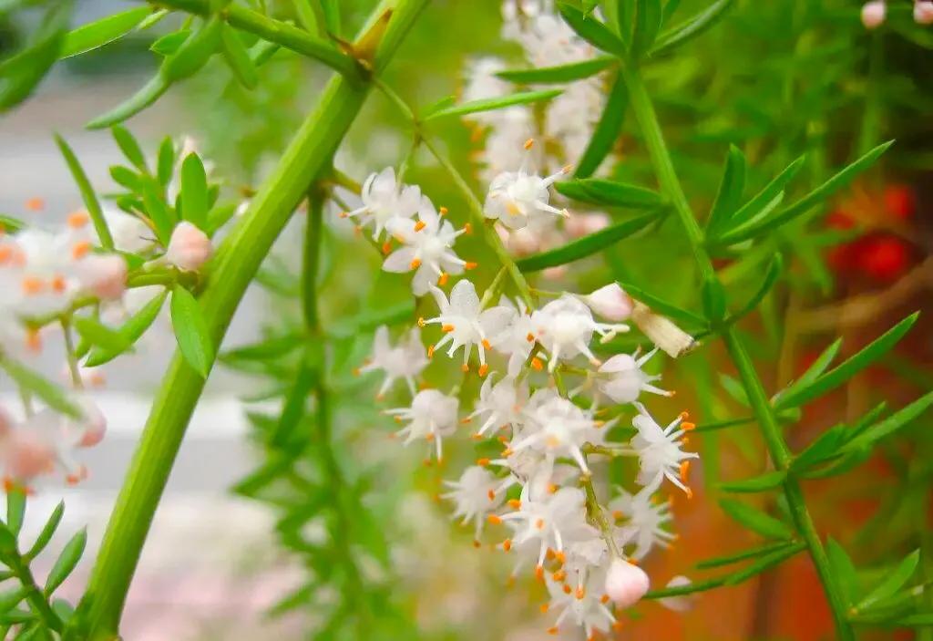小小花朵——非洲天门冬