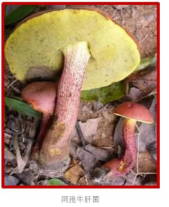 爱的魔力转圈圈蘑菇头,爱的魔力转圈圈彩虹伞