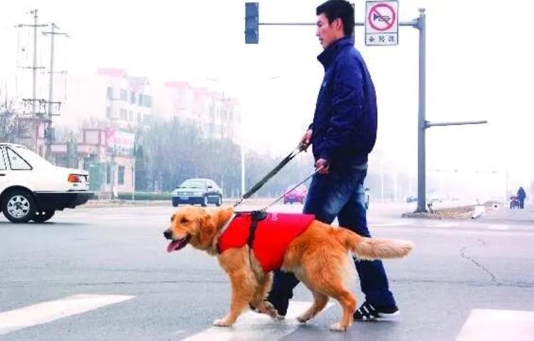 土狗成为导盲犬的辛酸,哪些品种的狗狗成为导盲犬