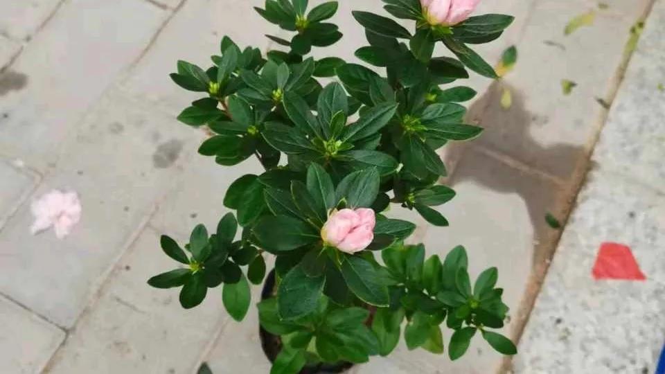 过年买的杜鹃，开完花就要死，注意4点，年年都开花