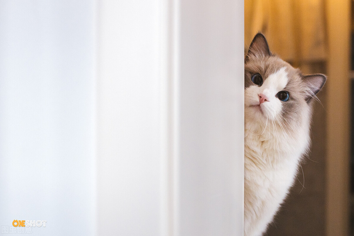 夏天养猫要注意什么否则让猫中暑,铲屎官睡觉前养猫注意事项