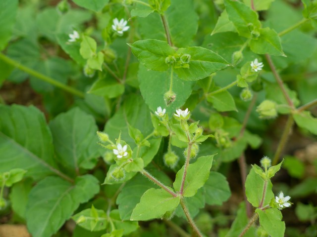 农村羊爱吃的七种常见野草，根据营养价值和适口性，做个排名