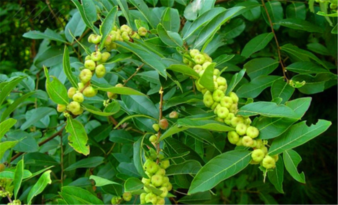 它有一个奇怪的名字叫算盘子，果实像小南瓜能治牙痛，你认识吗？