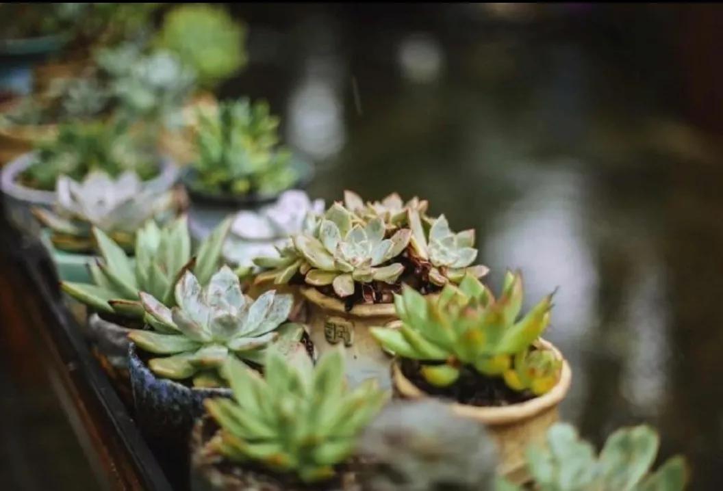 容易读错的诗词,古典诗词鉴赏与诵读