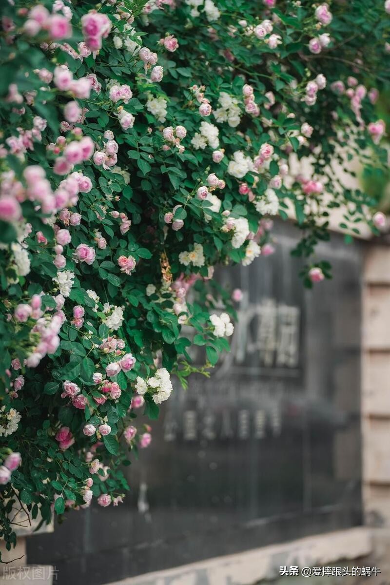 生如夏花灿烂的时候,生如夏花绚烂绽放歌曲视频