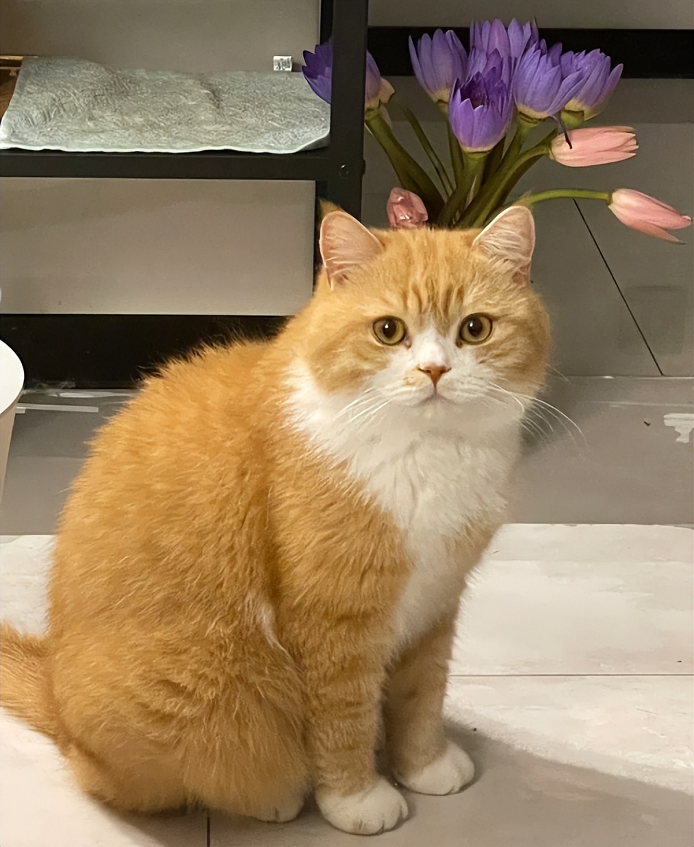 养橘猫千万别买木地板,新手养橘猫攻略幼猫