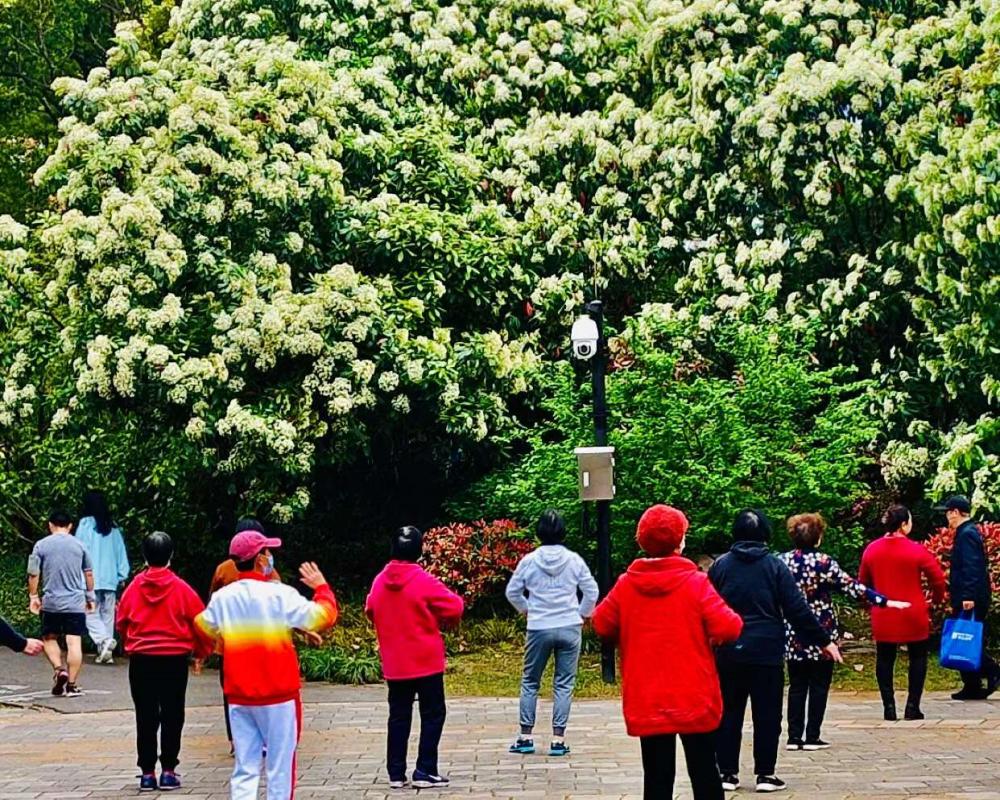 石楠花的气息是怎样的,解读石楠花