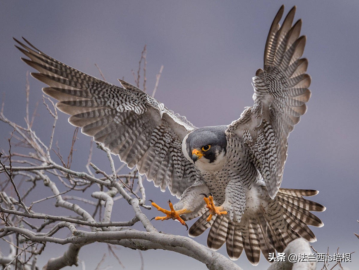 杭州农场鸡窝闯入“怪家伙”！眼神犀利长相凶猛，翻身鹞子就是它