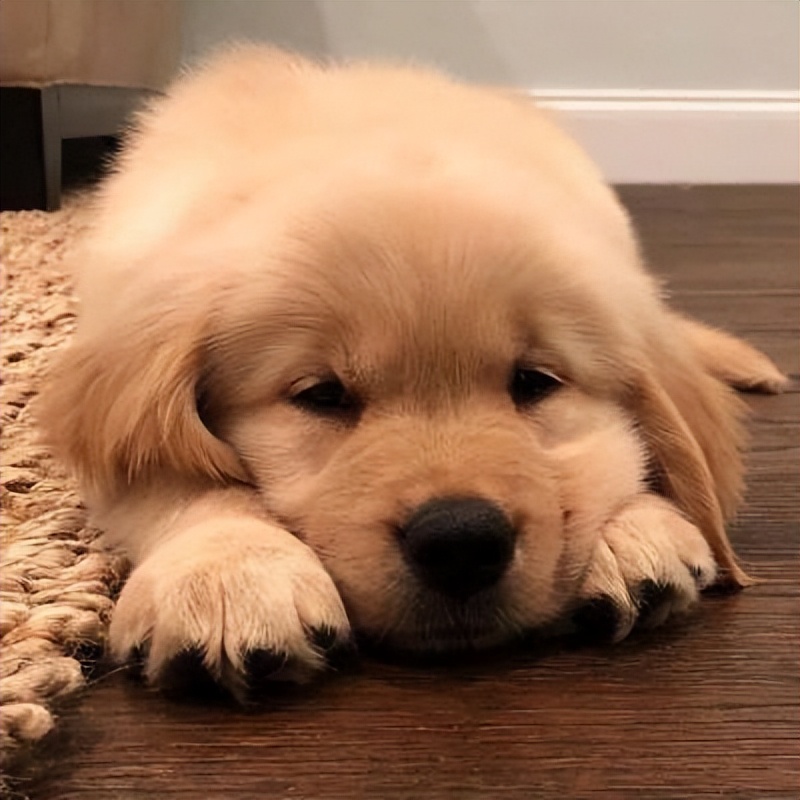 金毛犬最近吐怎么回事,金毛犬拉肚子呕吐怎么了