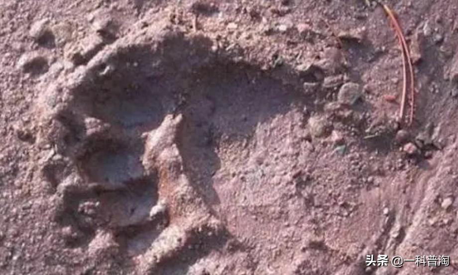 神农架野人真的曝光吗,神农架野人的真实存在吗