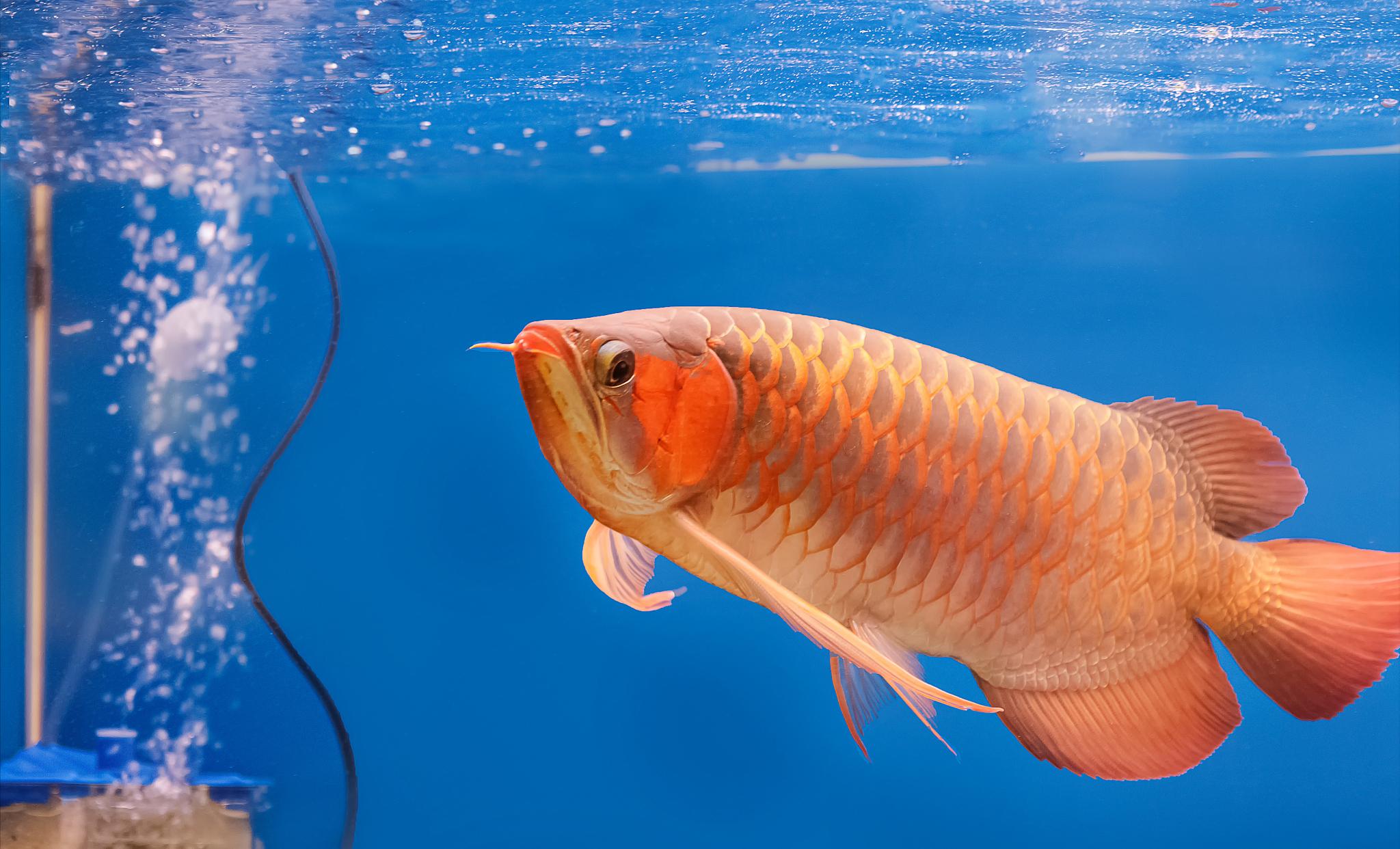 龙鱼体型变s形怎么办,龙鱼鳃畸形