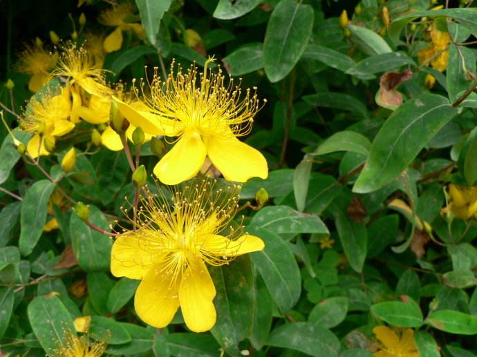 清明期间开的野花有哪些,清明节野花