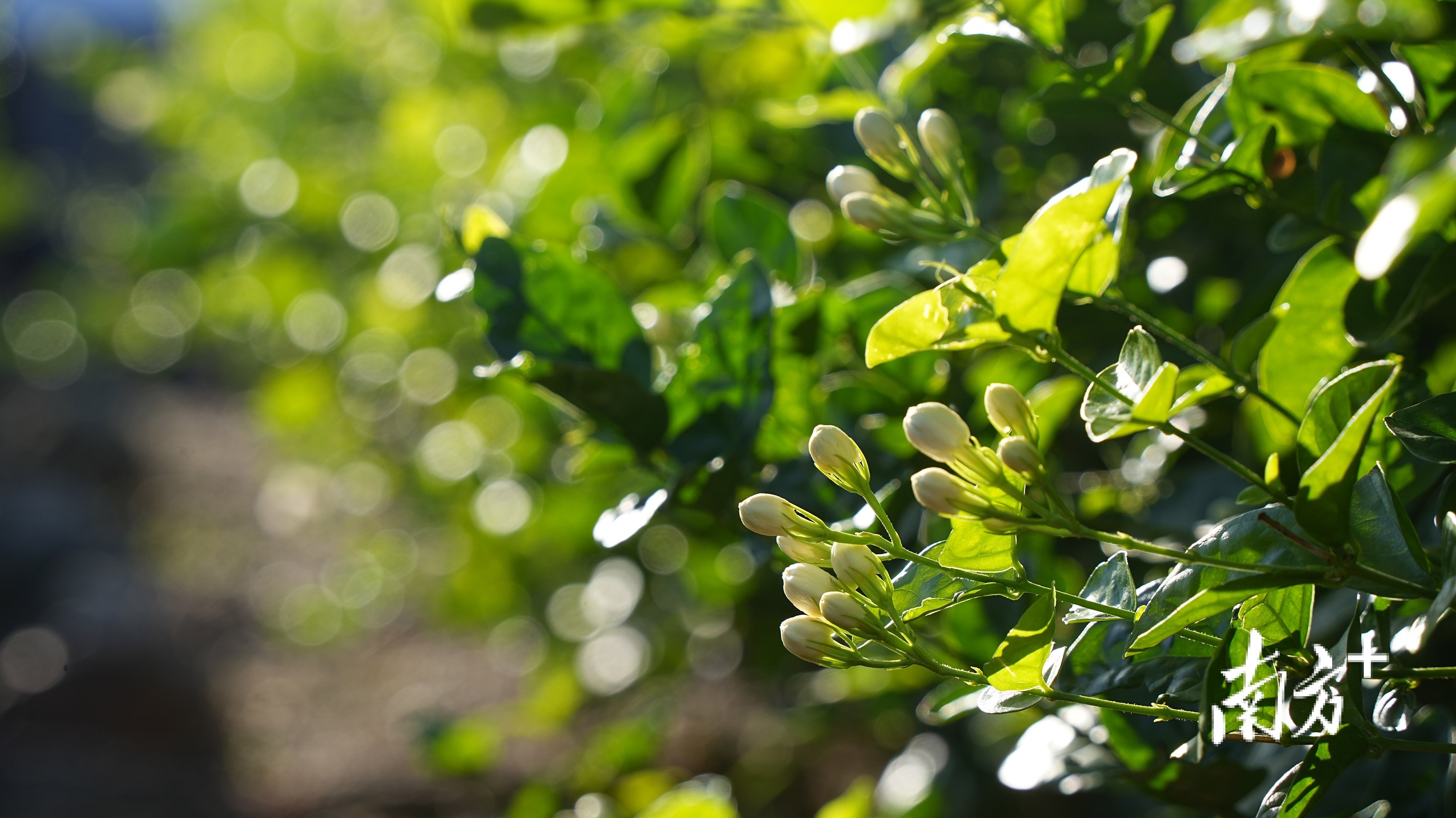 遇见横州：好一朵美丽的茉莉花｜中国十大茶王评比实地考察②