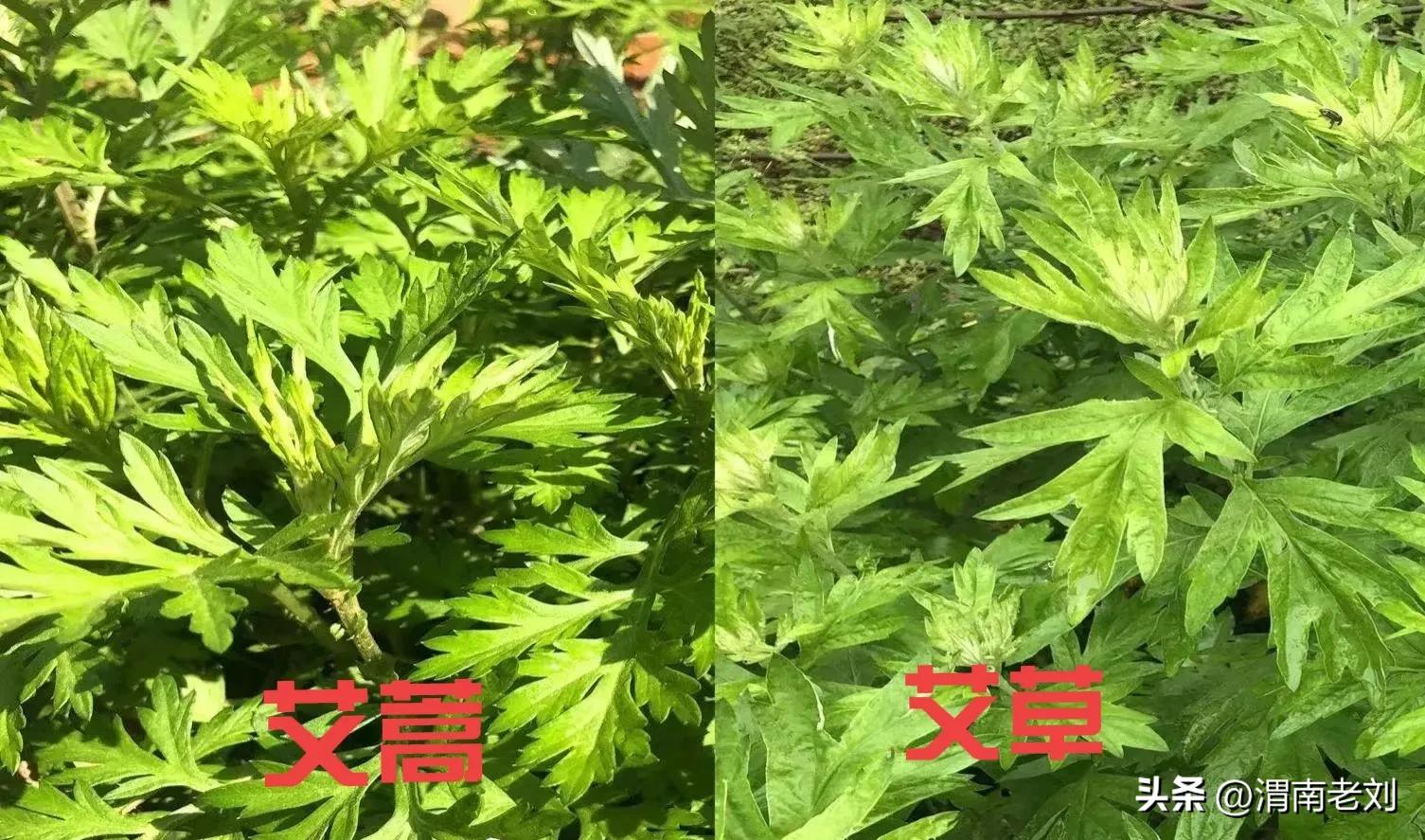 端午到了你准备艾草了吗,艾草只能在端午节买到吗