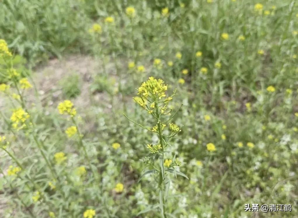 假荠菜根部是啥样的,荠菜假荠菜