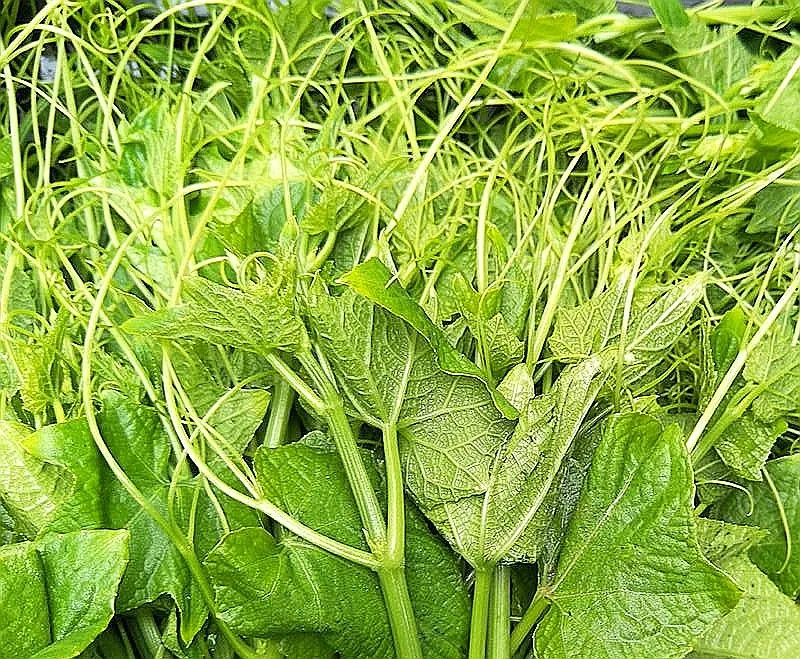 虎耳瓜怎么做才好吃,虎耳瓜危害