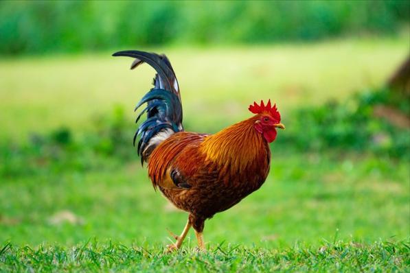 牛津女博士最新消息,女博士研究一百多种动物