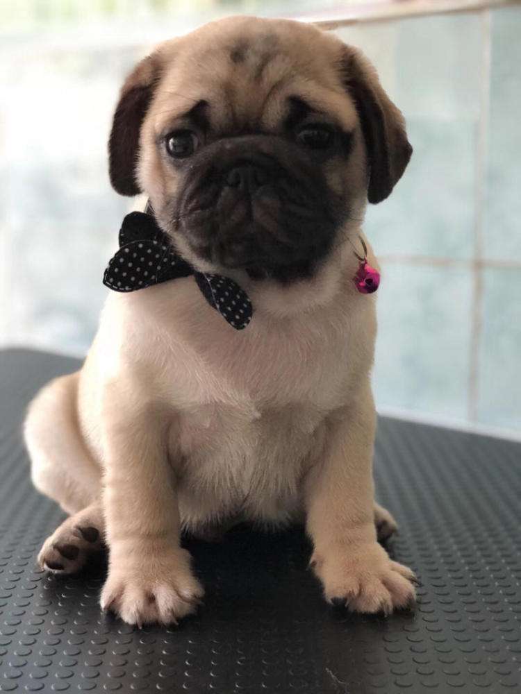 巴哥太胖怎么办,巴哥犬胖