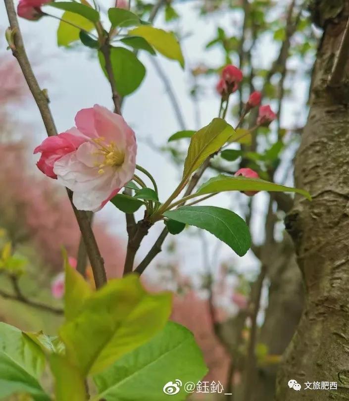 原来，在社交平台中，肥西的真实风景是这样的