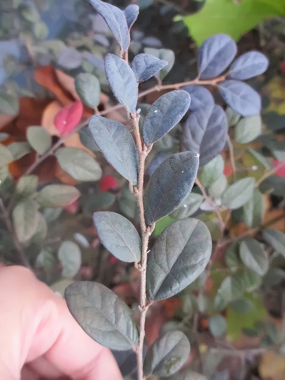 红花檵木是常年异色叶植物,红花檵木的花图片