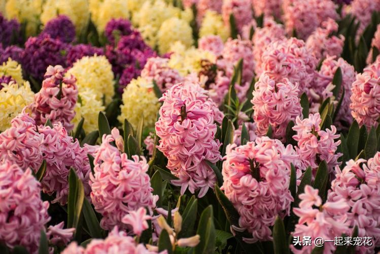 夏天好养的花适合一年四季养,夏天养4种花耐热耐晒开花多又勤