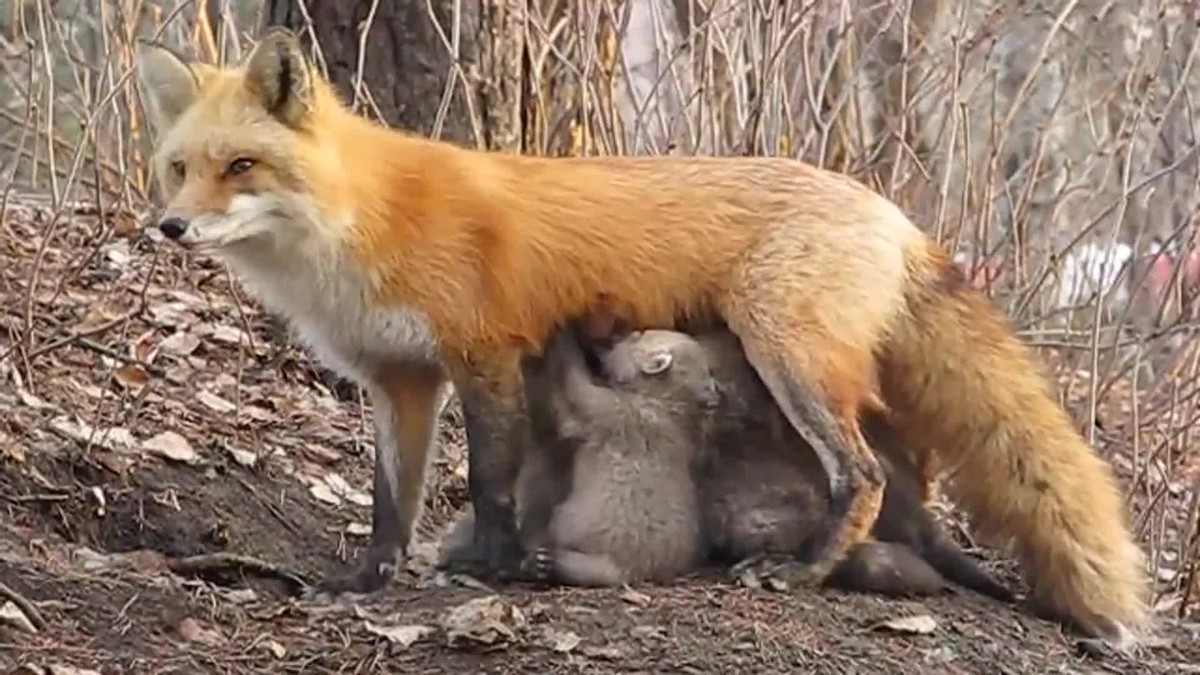 吸一次1500元，甚至还有包年、包夜，人乳交易乱象震碎人的三观