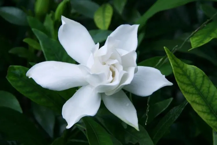 这3种花再好看也别养,5种花有毒最好不要养