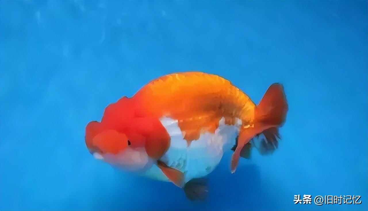 蝶尾金鱼怎么养,泰狮金鱼怎么养