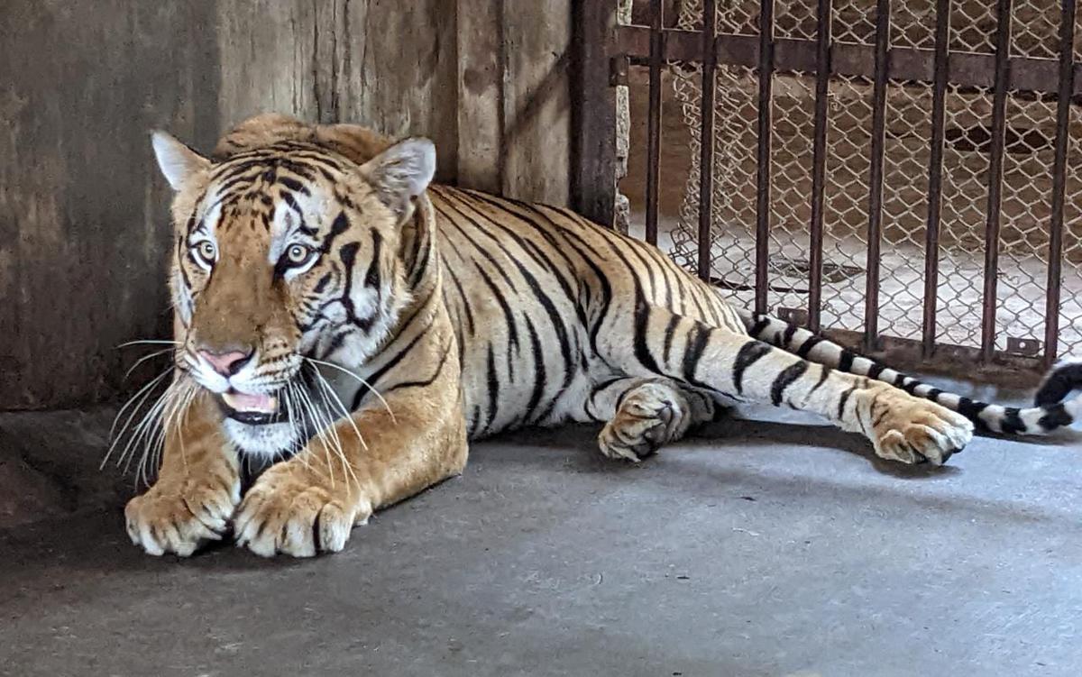 男子把狗吓尿,男子遇到怪物被吓尿