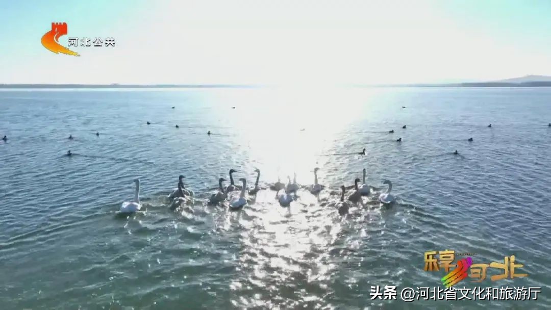 湿地草原坝上草原,河北省坝上草原旅游攻略