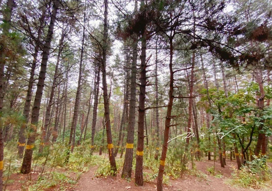 延吉的免费小众景点,游览延吉视频