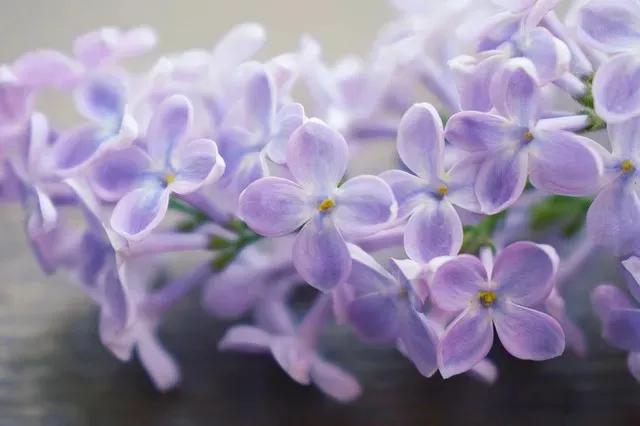 雨中的丁香,雨中的丁香句子