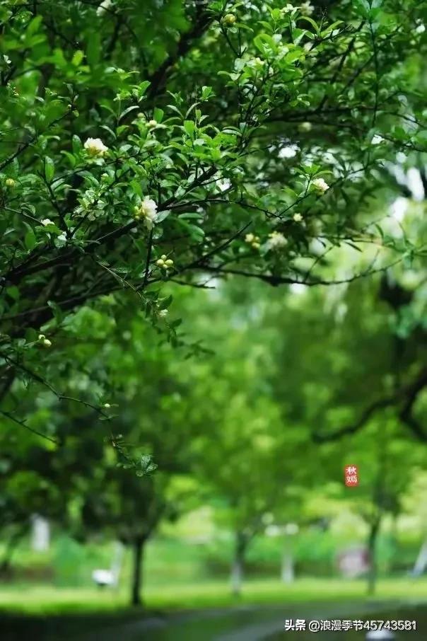 五月浅夏散文,五月的唯美散文