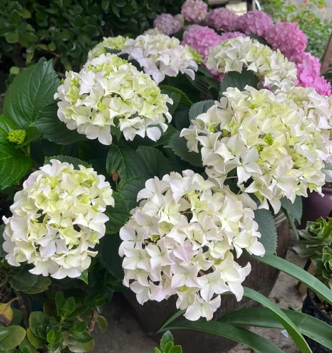 绣球花夏季如何避免打蔫垂头,绣球最怕的复合肥