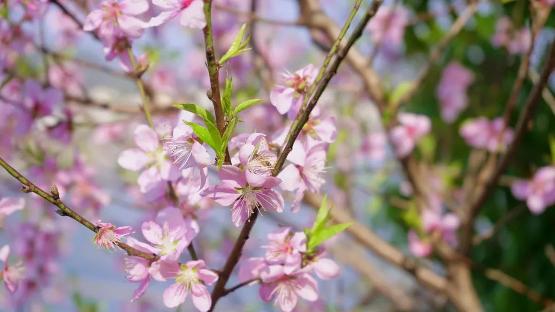 春暖花开时正是游湖赏花季,千岛湖四月赏花季节