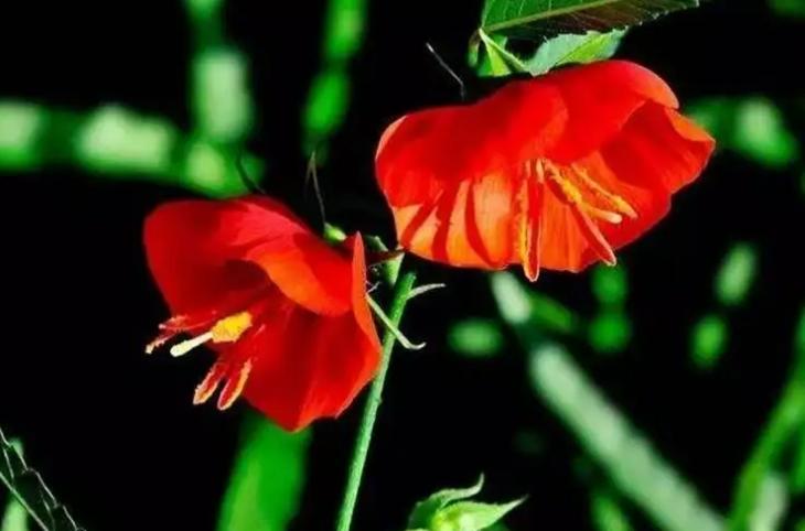 夜落金钱昼自开意思,夜落金钱昼自开