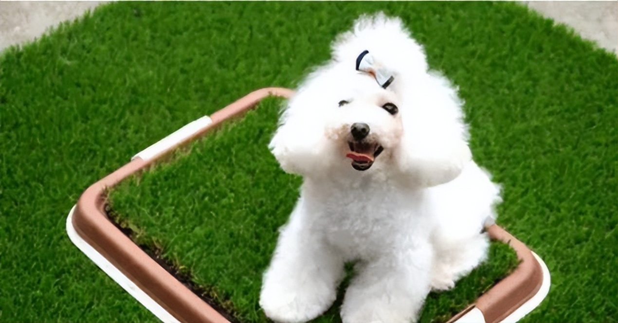 人造草坪会积水吗？如何给草坪排水？