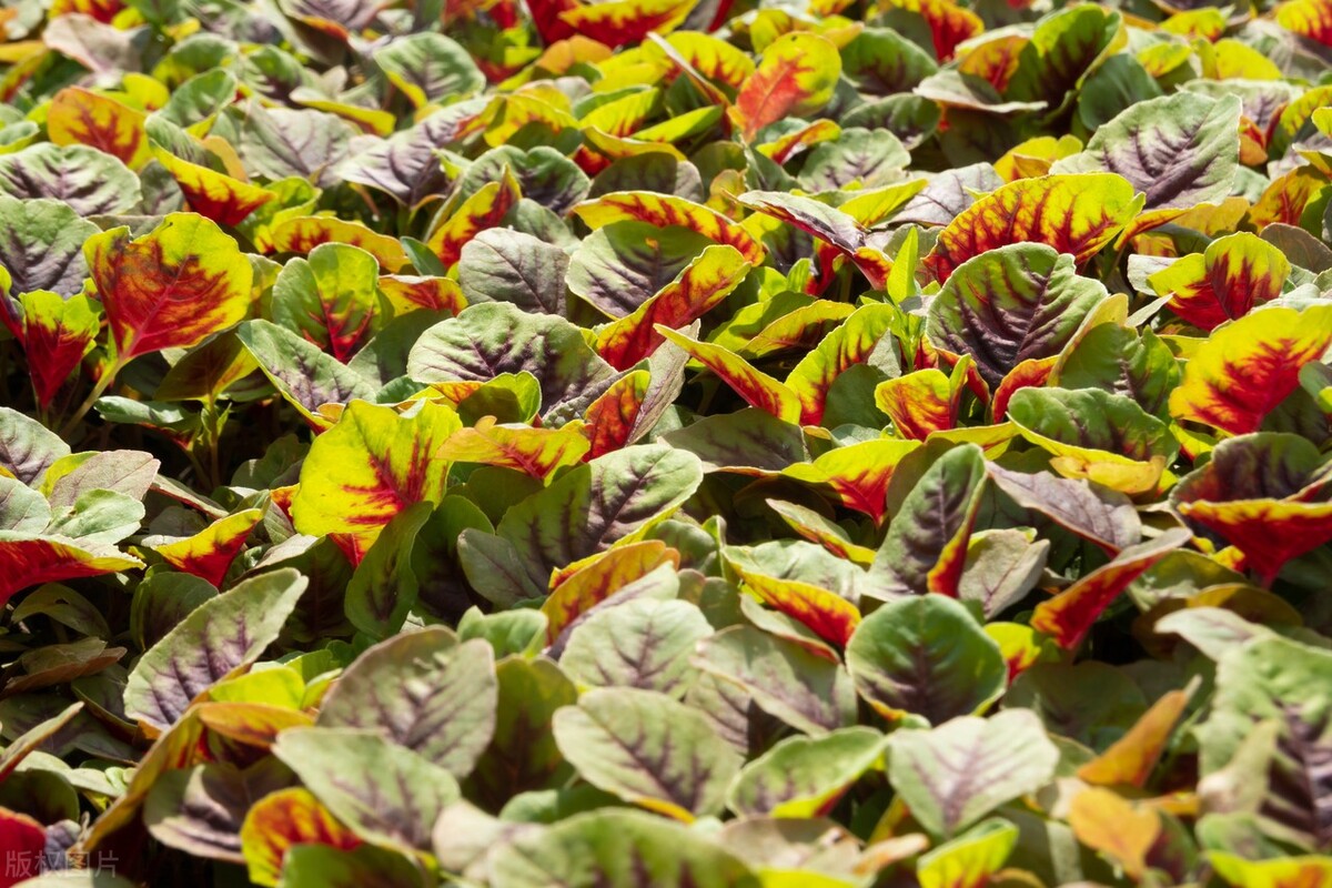 种苋菜草多怎么办,苋菜现在还能种吗