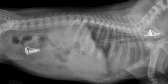 一晚上连炫16颗生鸡蛋，偷吃柯基秒变粑粑喷射“基”