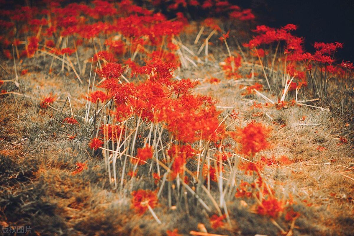 爱人红颜知己的区别,知己爱人有什么区别