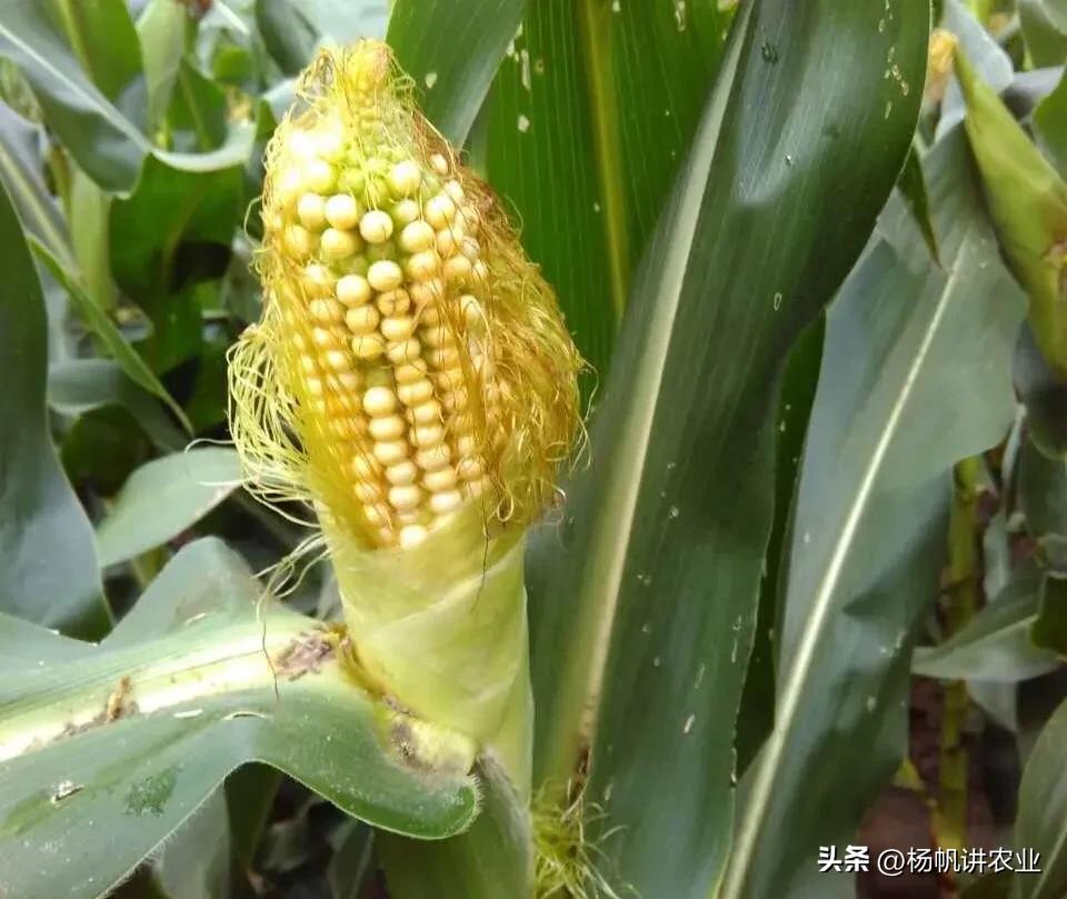 他亩产1300斤玉米，我的1800斤，高温导致减产，我的抗高温还高产