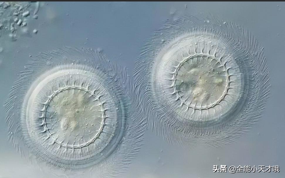 虾塘车轮虫最佳治疗方法,水产养殖中怎么预防纤毛虫