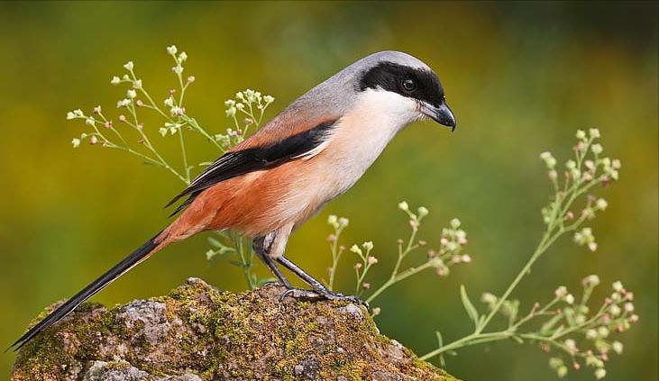 鸟儿大全高清图,高清珍稀鸟动态图片大全