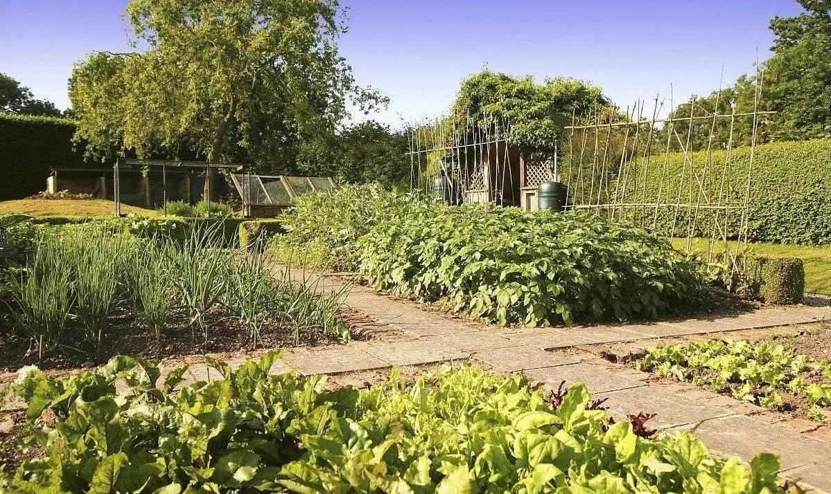 杀虫效果持久的农药,杀虫好的药物