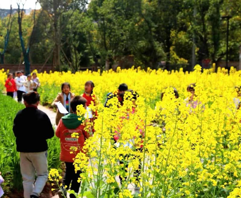 自然里,以青禾育童心——童心小学教育集团成功打造国际自然教育品牌